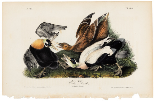 Eider Duck