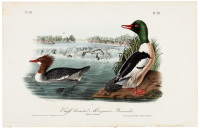 Buff-breasted Mergenter-Goosander