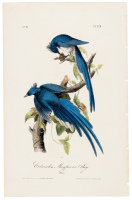 Columbia Magpie or Jay