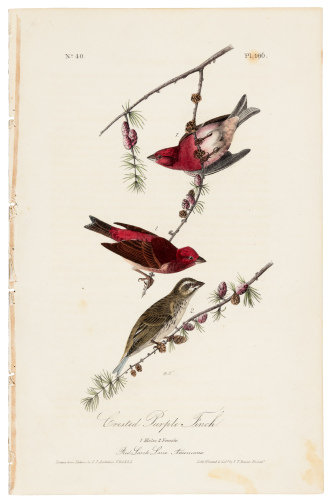 Crested Purple Finch