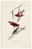 Crested Purple Finch