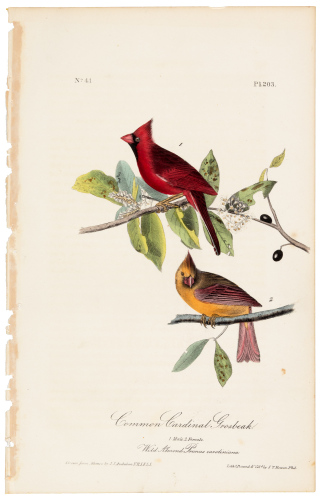 Common Cardinal Grosbeak