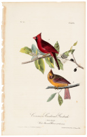 Common Cardinal Grosbeak