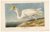 Great White Heron