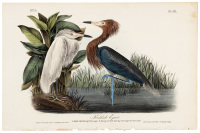 Reddish Egret