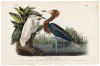 Reddish Egret