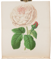 The Amateur's Rose Book, Comprising the Cultivation of the Rose...