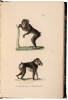 Oeuvres compl&egrave;tes de Buffon, suivies de ses Continuateurs Daubenton, Lac&eacute;p&egrave;de, Cuvier, Dum&eacute;ril, Poiret, Lesson et Geoffroy-St.-Hilaire - 4