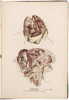 Pathological Anatomy, Pathology and Physical Diagnosis.