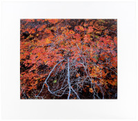 Branches and Maple