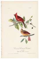 Common Cardinal Grosbeak