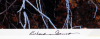 Branches and Maple - 3