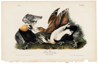 Eider Duck