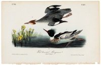 Red-breasted Merganser
