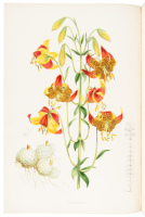 A Monograph of the Genus Lilium