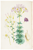 A Monograph of the Genus Lilium - 3