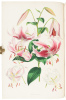 A Monograph of the Genus Lilium - 4