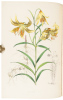 A Monograph of the Genus Lilium - 6
