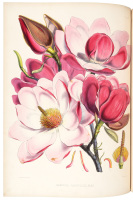 Illustrations of Himalayan Plants chiefly selected from drawings made for the late J.F. Cathcart Esq.