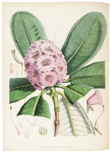 The Rhododendrons of Sikkim-Himalaya; being an Account, Botanical and Geographical, of the Rhododendrons recently discovered in the Mountains of Eastern Himalaya, from Drawings and Descriptions made on the spot, during a Government Botanical Mission to th