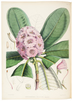 The Rhododendrons of Sikkim-Himalaya; being an Account, Botanical and Geographical, of the Rhododendrons recently discovered in the Mountains of Eastern Himalaya, from Drawings and Descriptions made on the spot, during a Government Botanical Mission to th