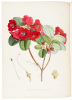 The Rhododendrons of Sikkim-Himalaya; being an Account, Botanical and Geographical, of the Rhododendrons recently discovered in the Mountains of Eastern Himalaya, from Drawings and Descriptions made on the spot, during a Government Botanical Mission to th - 3