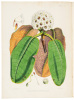 The Rhododendrons of Sikkim-Himalaya; being an Account, Botanical and Geographical, of the Rhododendrons recently discovered in the Mountains of Eastern Himalaya, from Drawings and Descriptions made on the spot, during a Government Botanical Mission to th - 4