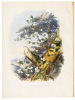 The Rhododendrons of Sikkim-Himalaya; being an Account, Botanical and Geographical, of the Rhododendrons recently discovered in the Mountains of Eastern Himalaya, from Drawings and Descriptions made on the spot, during a Government Botanical Mission to th - 5