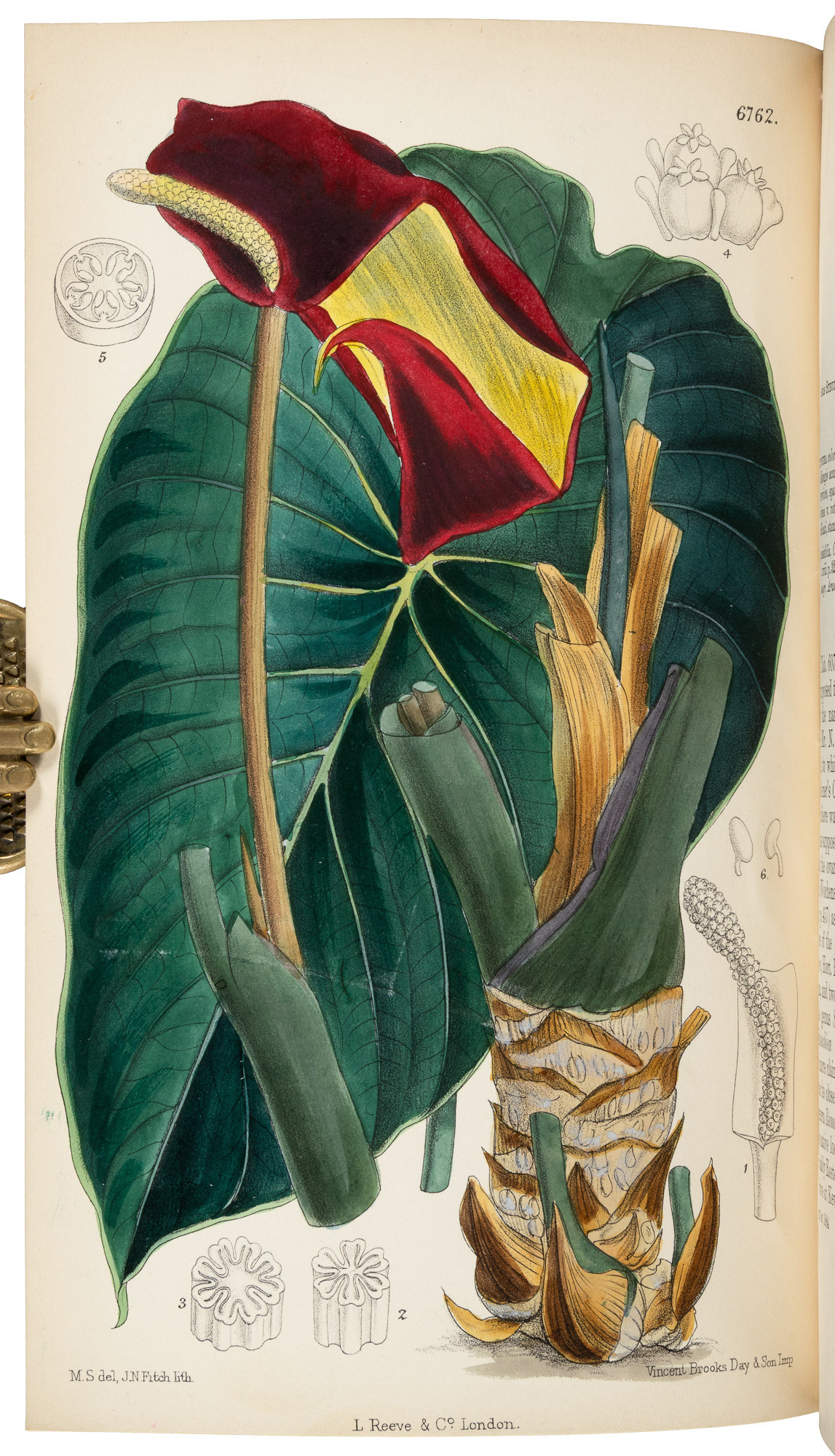 The Botanical Magazine; or, Flower-Garden Displayed [with] Curtis's ...