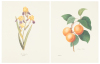 Redout&eacute;: The Grand Collection - 2