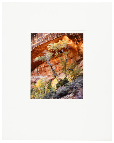 Two Trees and Cliff