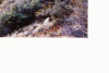 Two Trees and Cliff - 2