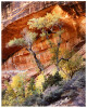 Two Trees and Cliff - 3