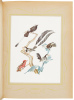 Ornitologia Brasileira: Ou, Historia Natural das Aves do Brasil - 5