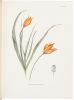 Notes on Tulip Species - 2