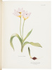 Notes on Tulip Species - 3