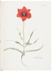 Notes on Tulip Species - 4