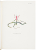 Notes on Tulip Species - 5