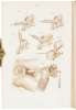 Pr&eacute;cis Iconographique de M&eacute;dicine Op&eacute;ratoire et d'Anatomie Chirurgicale - 6