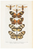 The Genetical Theory of Natural Selection - 2