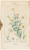 Flore medicale decrite par MM. Chaumeton, Poiret, Chamberet, pinte par Mme. E. Panckoucke, Turpin - 3