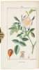 Flore medicale decrite par MM. Chaumeton, Poiret, Chamberet, pinte par Mme. E. Panckoucke, Turpin - 4