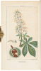 Flore medicale decrite par MM. Chaumeton, Poiret, Chamberet, pinte par Mme. E. Panckoucke, Turpin - 5