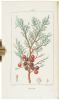 Flore medicale decrite par MM. Chaumeton, Poiret, Chamberet, pinte par Mme. E. Panckoucke, Turpin - 6