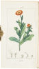 Flore medicale decrite par MM. Chaumeton, Poiret, Chamberet, pinte par Mme. E. Panckoucke, Turpin - 7