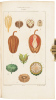 Flore medicale decrite par MM. Chaumeton, Poiret, Chamberet, pinte par Mme. E. Panckoucke, Turpin - 8