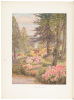 Rhododendrons - 2