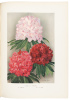 Rhododendrons - 3