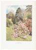 Rhododendrons - 4