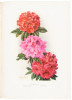 Rhododendrons - 5